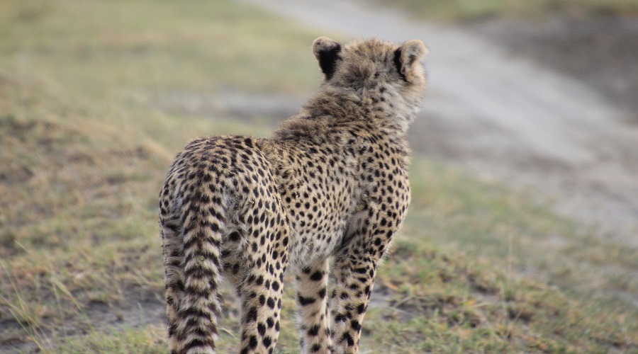 3-Day Group Joining Safari from Karatu
